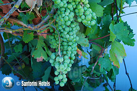 Grapes in Santorini