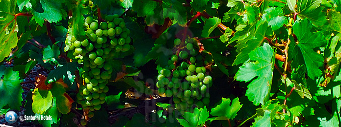 Santorini grapes