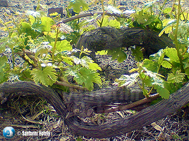 Vine baskets