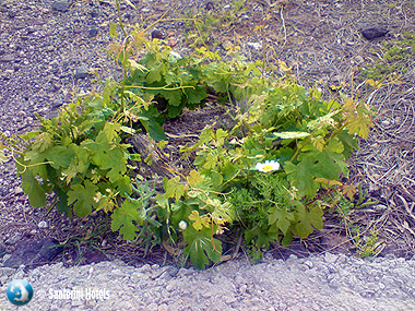 Vine baskets