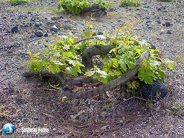 Vine baskets