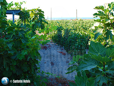 Sigalas Winery