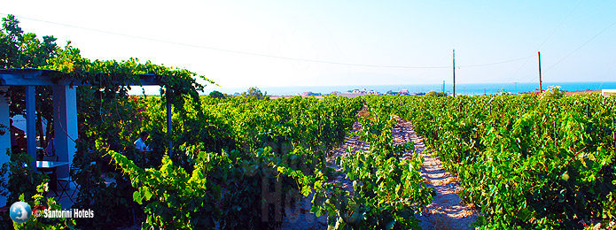 Sigalas Winery