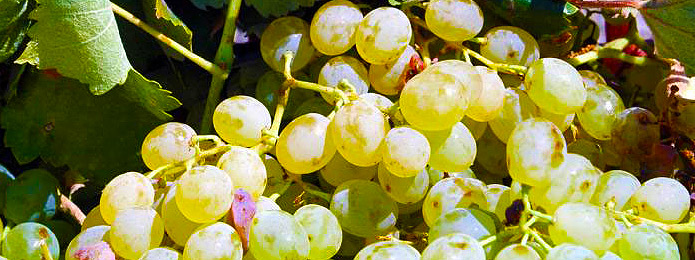 Santorini grapes