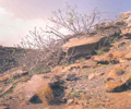 santorini volcano erinia tree