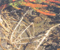 santorini volcano tiny lizard